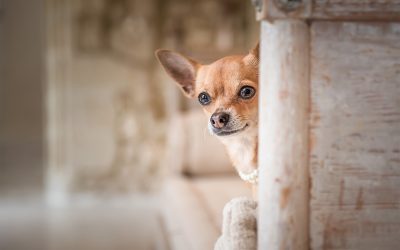 Barkjour part III | Out of this world – every single day