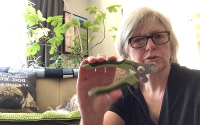 Covid dog nail trimming tips