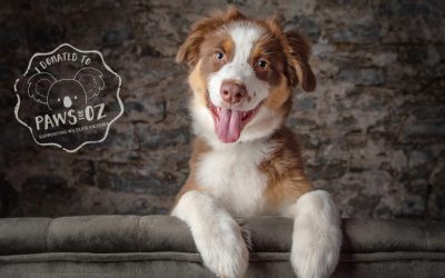 Paws for Oz – It‘s a wrap!