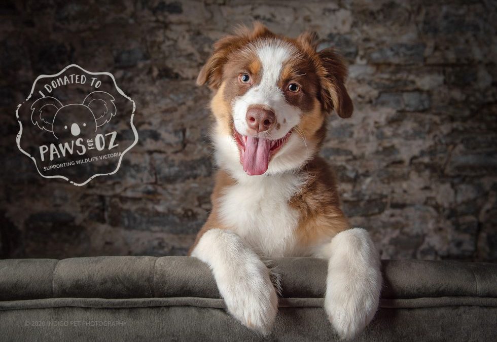 Paws for Oz – It‘s a wrap!