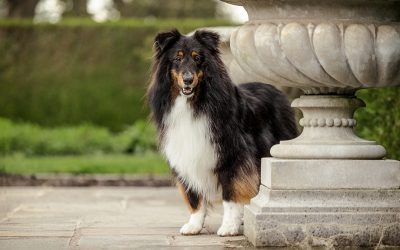 Five top tips for snapping pawfect pet photos!