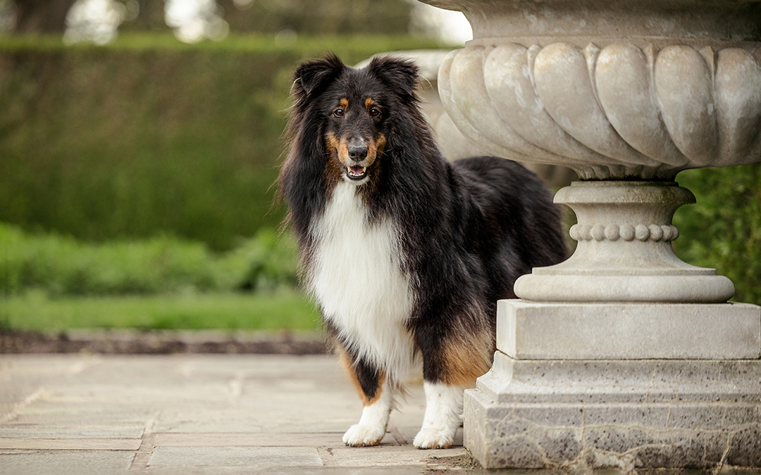 Five top tips for snapping pawfect pet photos!