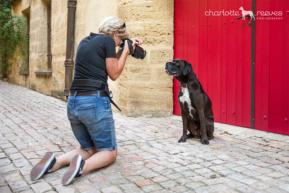 niagara dog photographer Karen Black working with a dog in the south of France