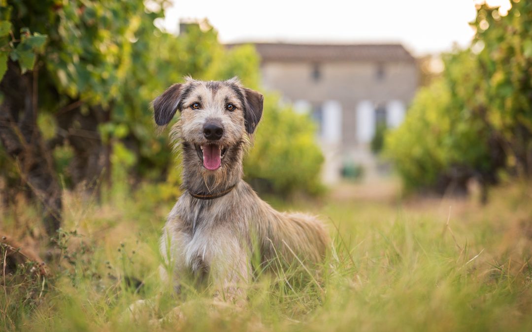 big scruffy dog laying in vines with chateau in behind