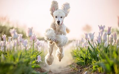 Top 10 Aerodynamically Inclined: 2014-2024