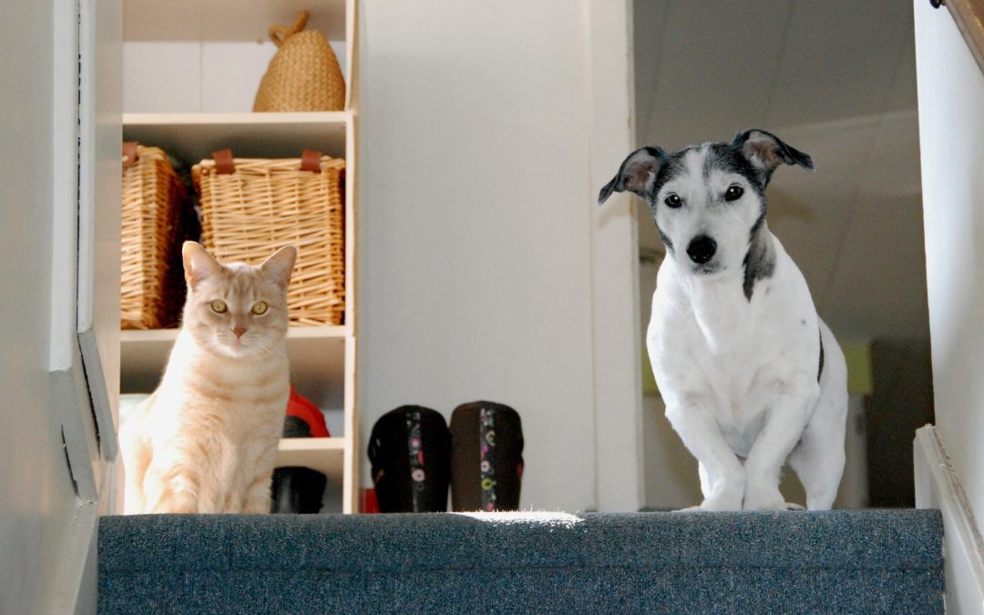a cat and a dog waiting at the top of the stairs