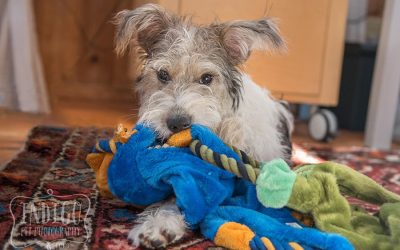 Niagara Pet Photographer: The Power of Threes