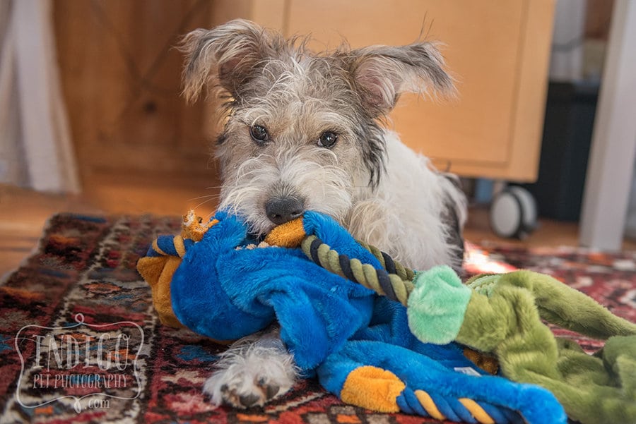 scruffy puppy with dog stuffy toy in mouth looking at camera