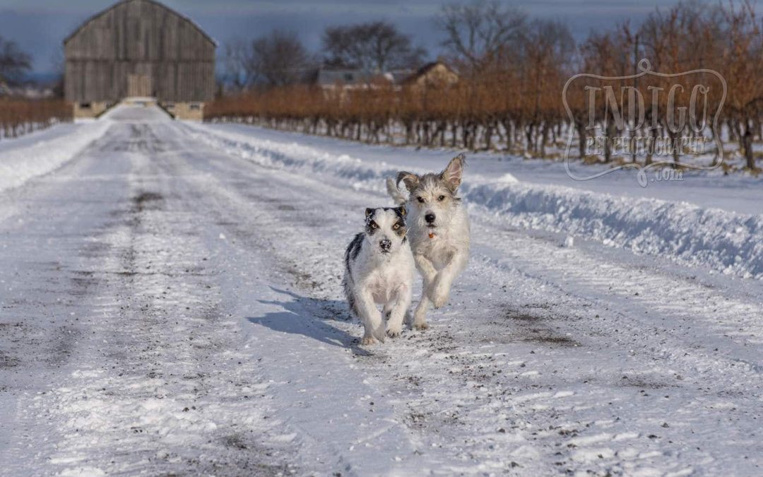 two terriers running in snow with barn in behind