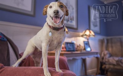 The Hundred Acre Wood