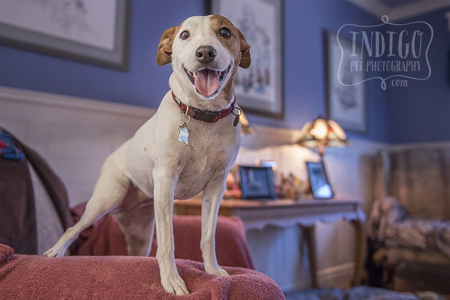 jack russell mix on arm of chair looking at camera with tongue out