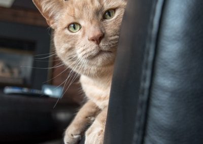 cat looking around the back of a chair