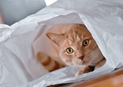 cat in a plastic bag