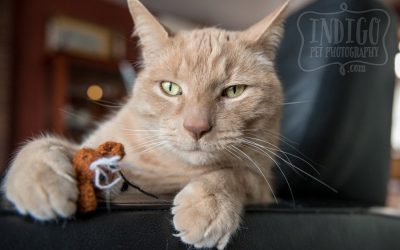 Niagara Pet Photography: Saying good-bye to our pets