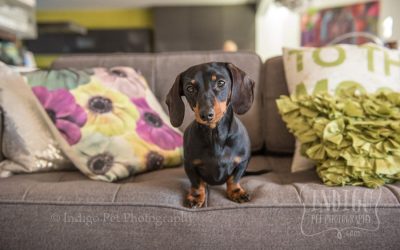 Niagara Pet Photography: Lola + Louie