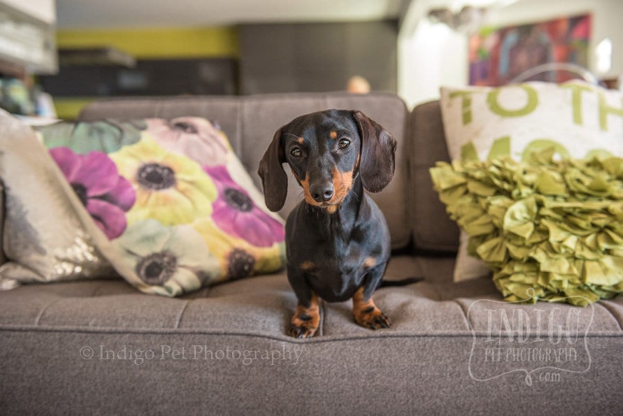 Niagara Pet Photography: Lola + Louie