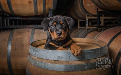 Top 10 Barrel Room Session Posers