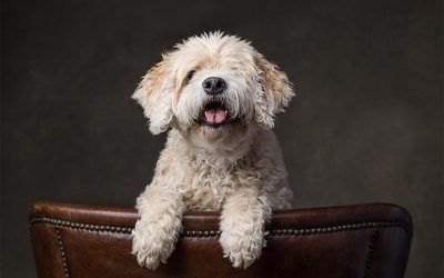 Celebrate Your Senior Dog