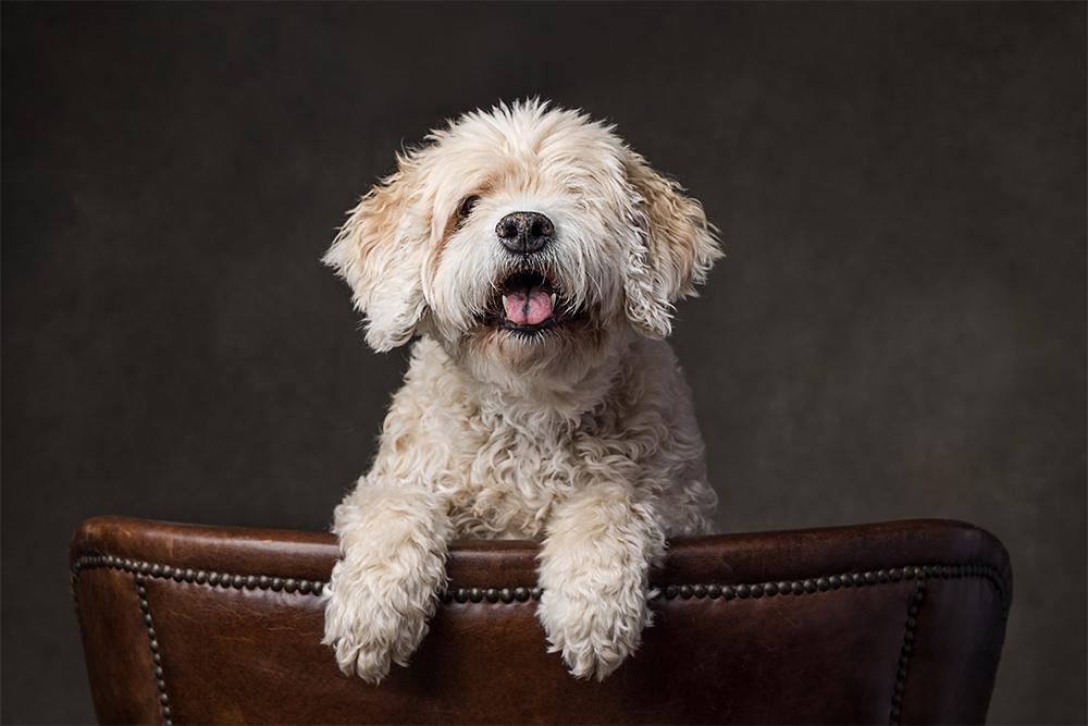 one eyed senior dog poking over back of chair in niagara studio