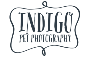 Indigo Pet Photography logo
