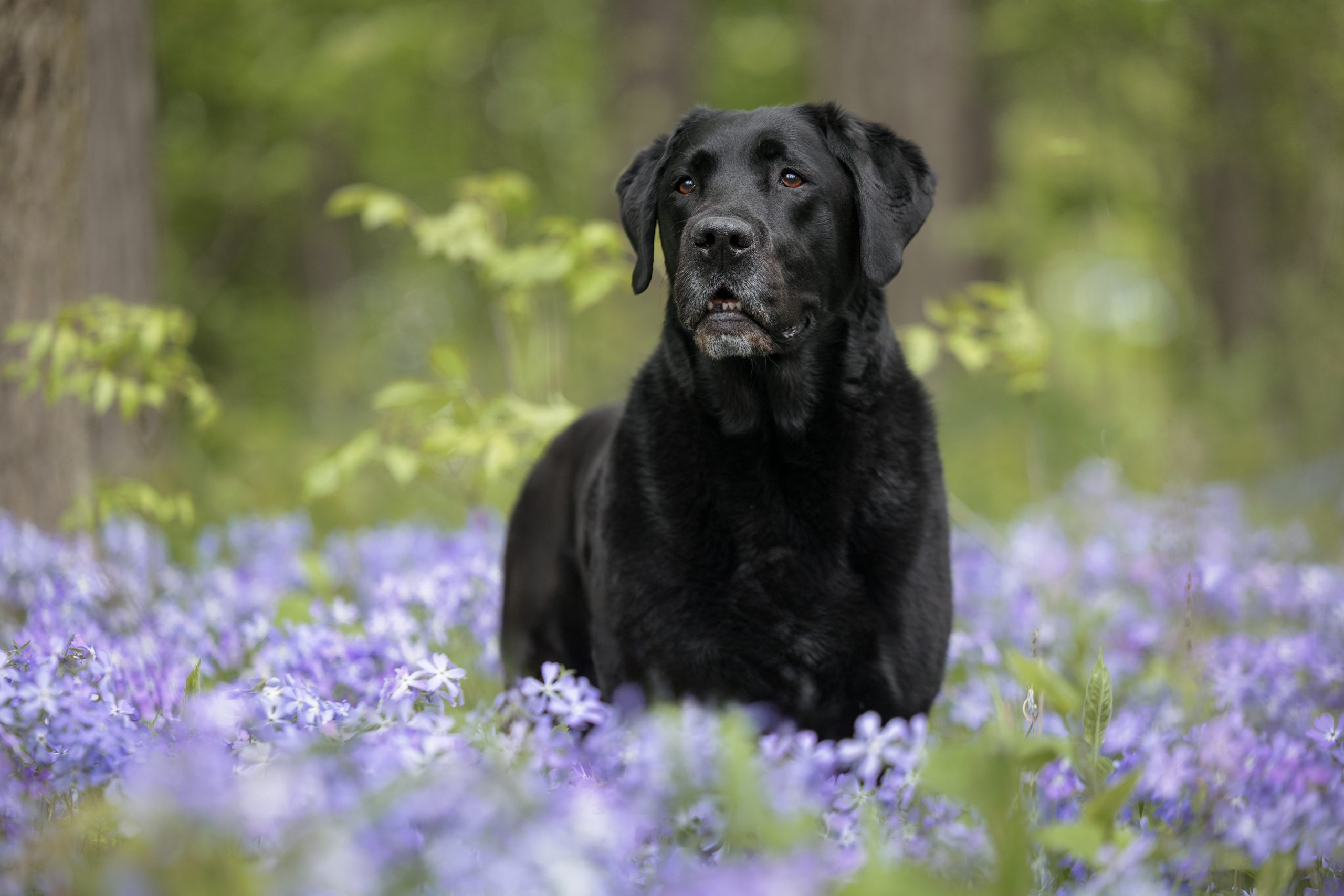 Black lab in purple flowers on bruce trail Vineland niagara