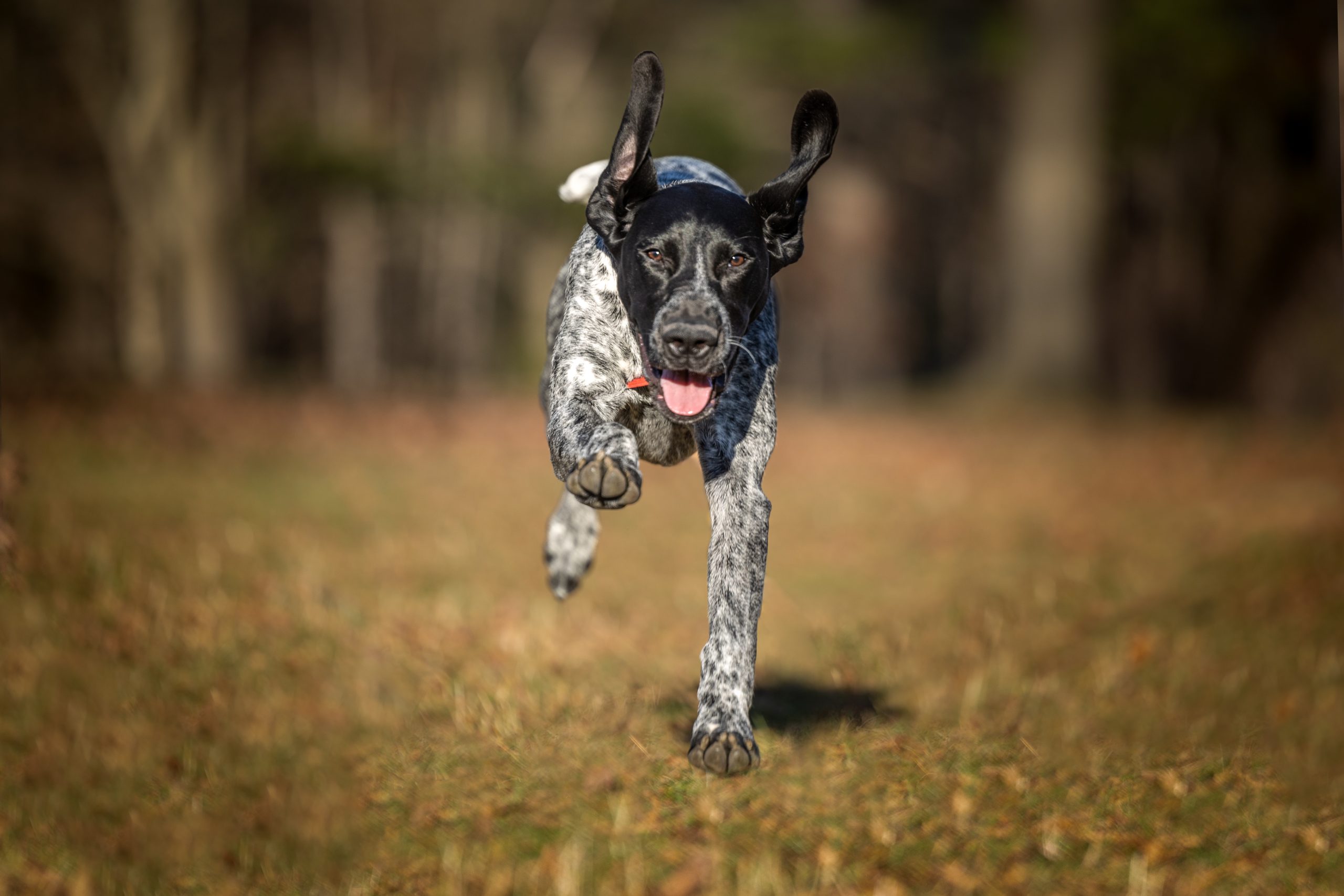 Pointer running off leash towards camera with ears flying at Westfield Heritage Village in Rockton