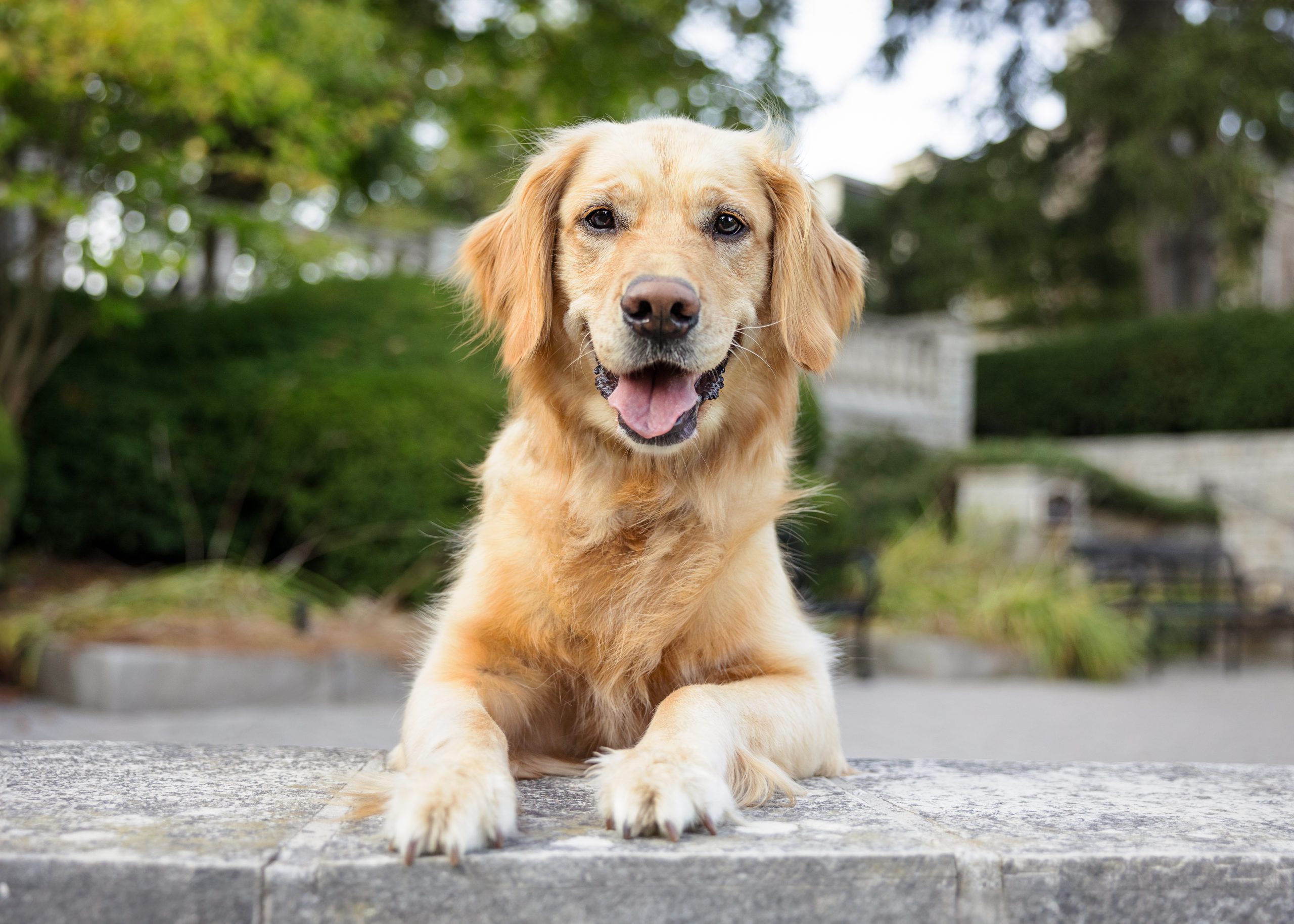 golden retriever smiling at Paletta mansion in burlington