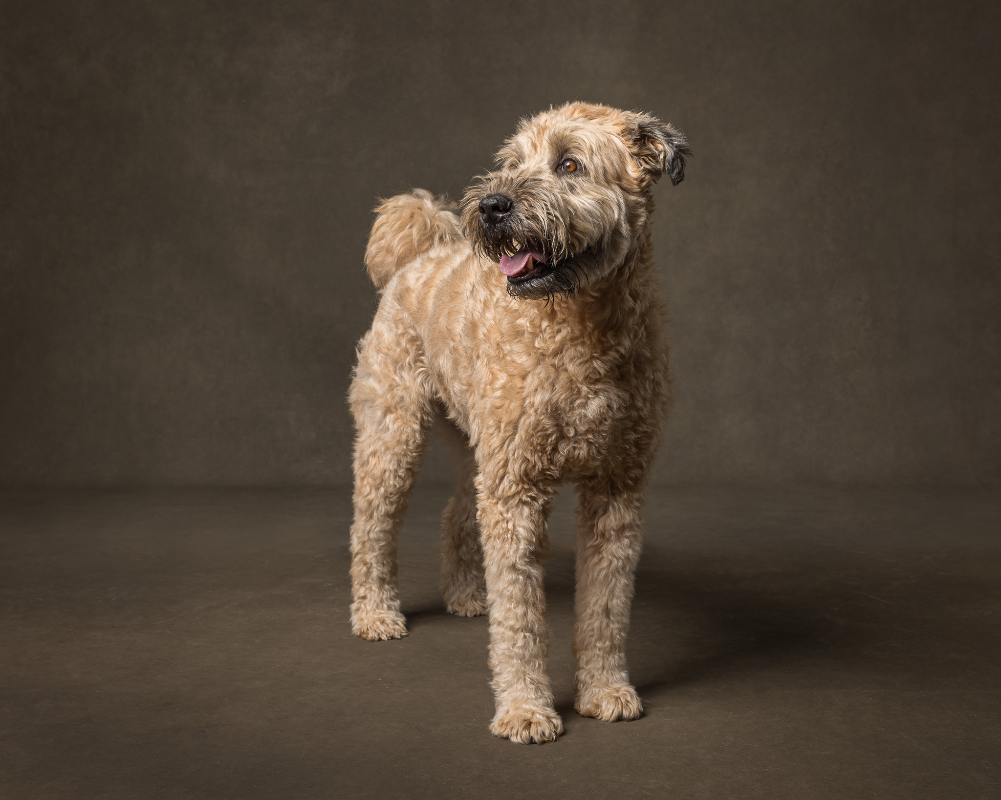 wheaton terrier standing at 45 degree angle and looking over shoulder in studio with niagara dog photographer karen black