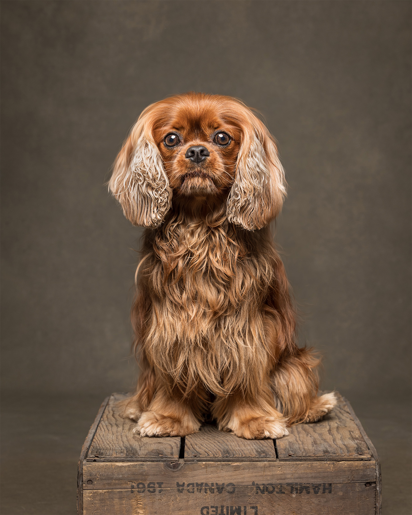 red cavalier king charles dog on a crate in st. catharines studio