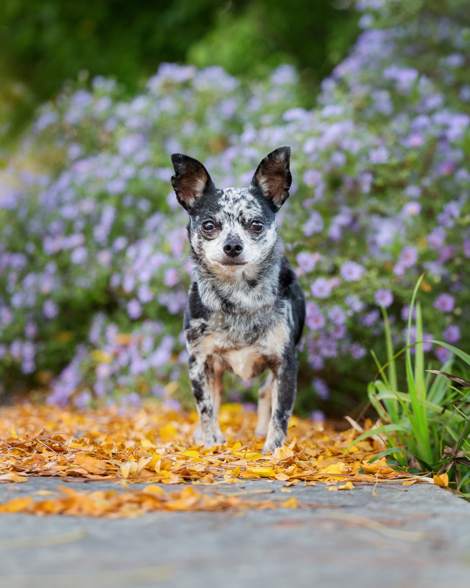 chihuahua standing in fall leaves at Niagara Botanical Gardens in Niagara Falls