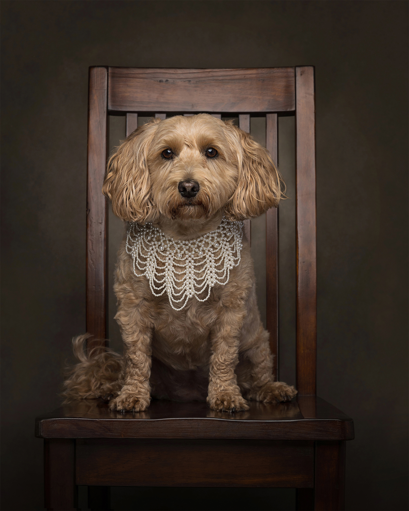 mini golden doodle wearing pearls on a chair a la Ruth Bader Ginsberg in studio setting