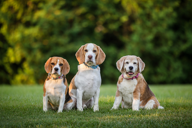 photo of three beagles with leashes removed after editing