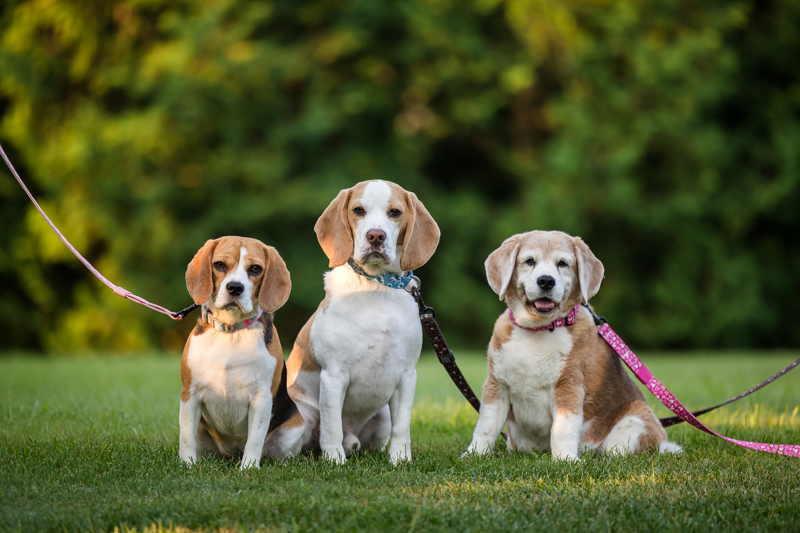 photo of three beagles with leashes on before editing