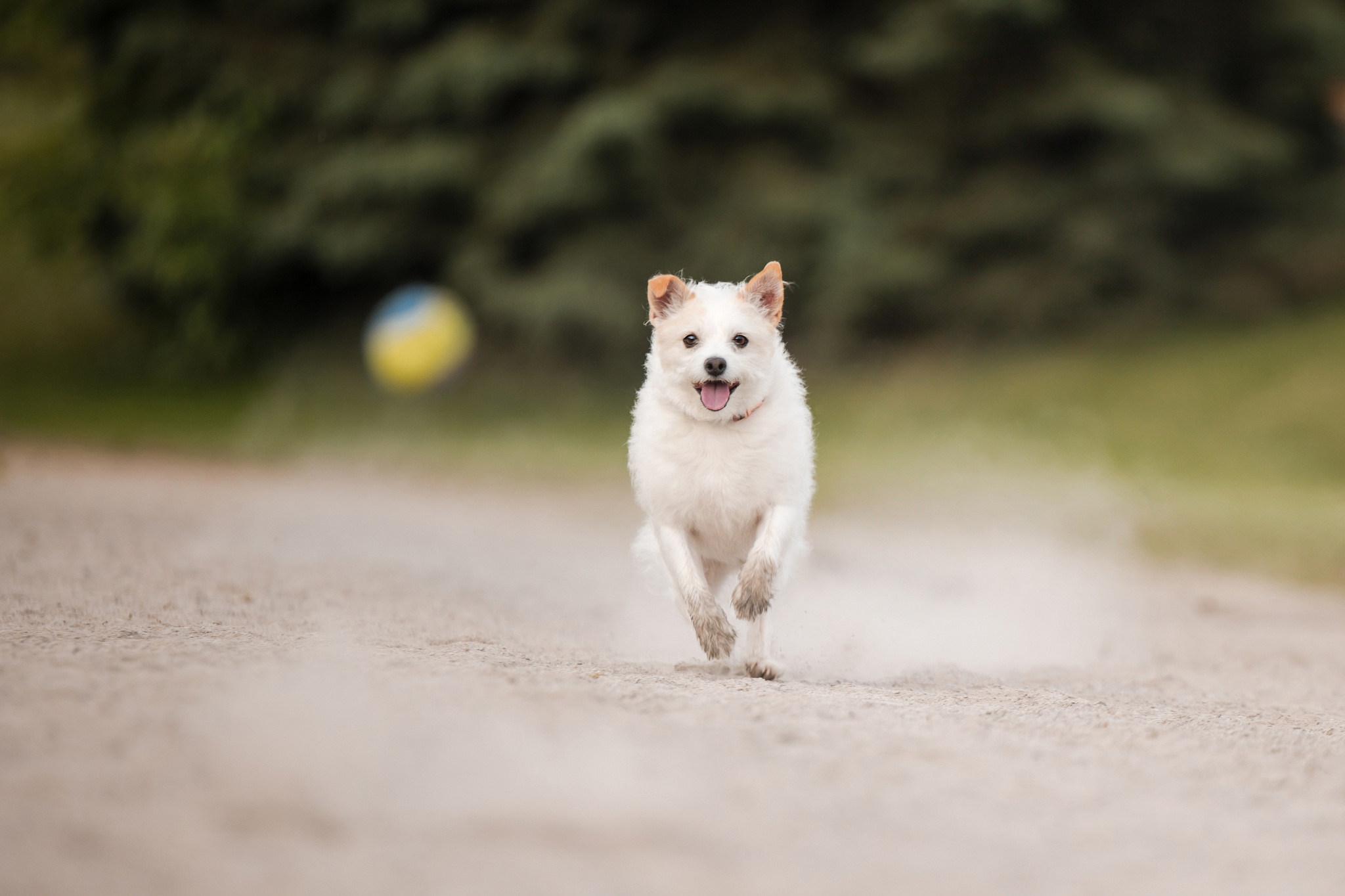 small dog running through dust chasing his ball in Grimsby with indigo pet photography