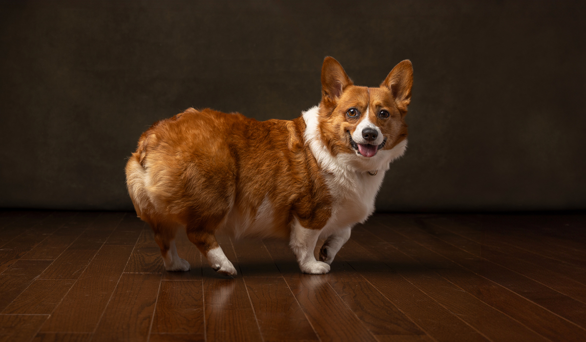 corgi in studio in profile view with indigo pet photography