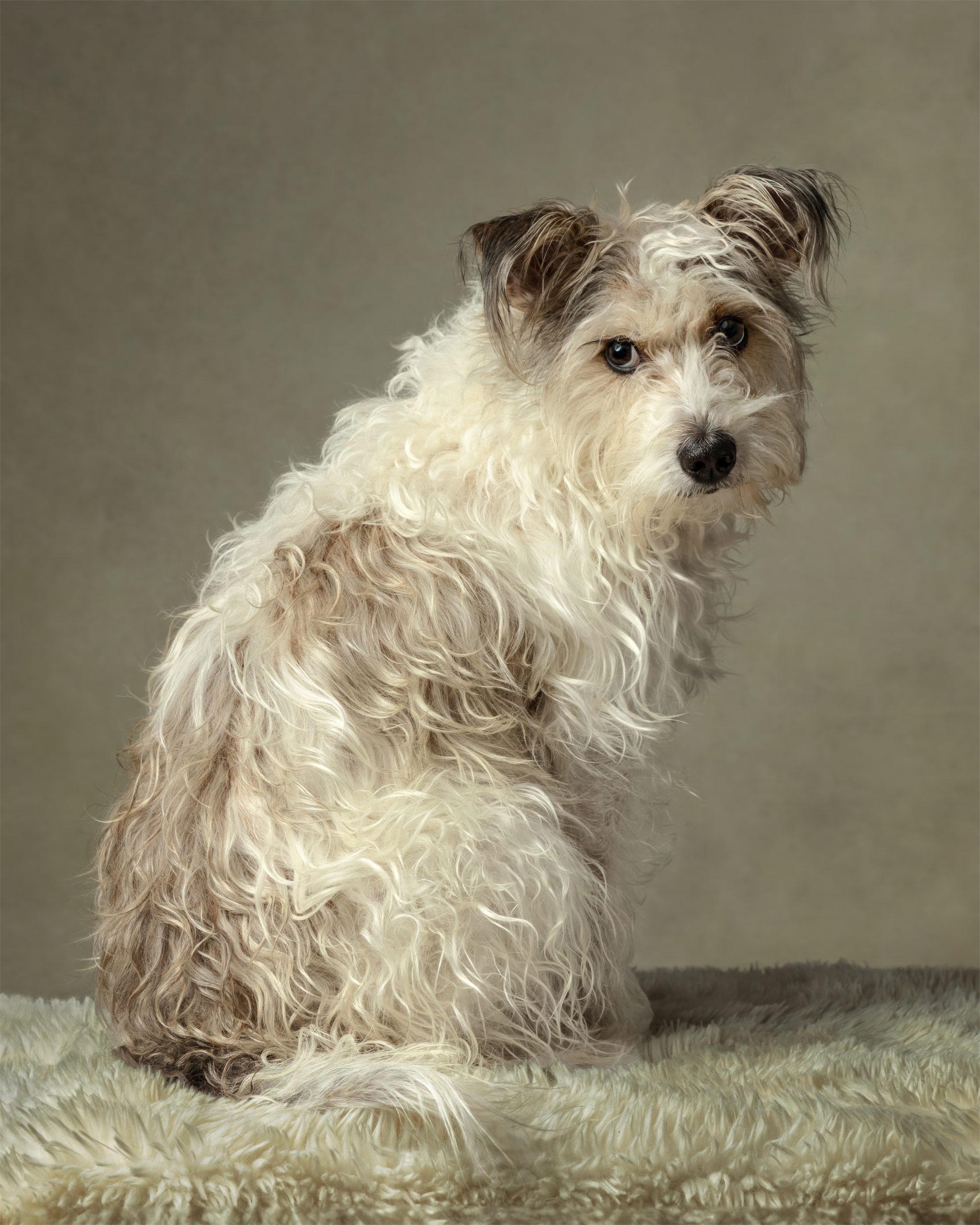 scruffy dog in st catharines studio looking back over shoulder at camera