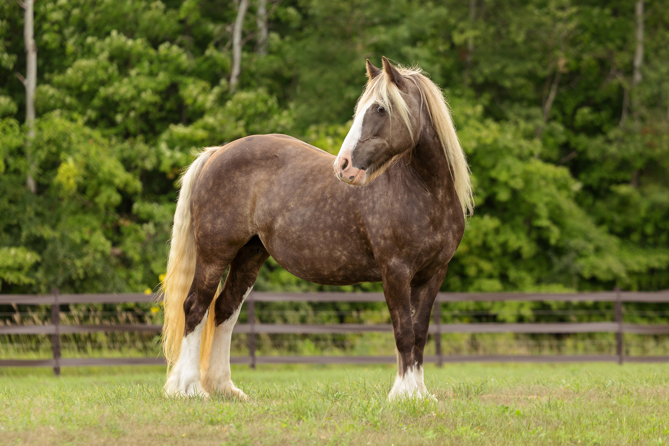 gypsy vanner horse in a paddock