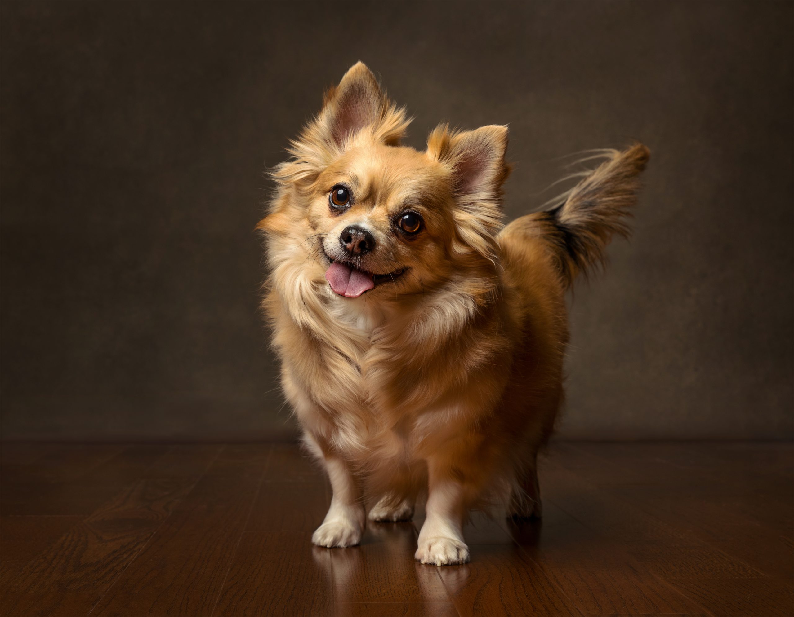 pomeranian chihuahua dog standing and smiling in studio with Indigo pet Photography