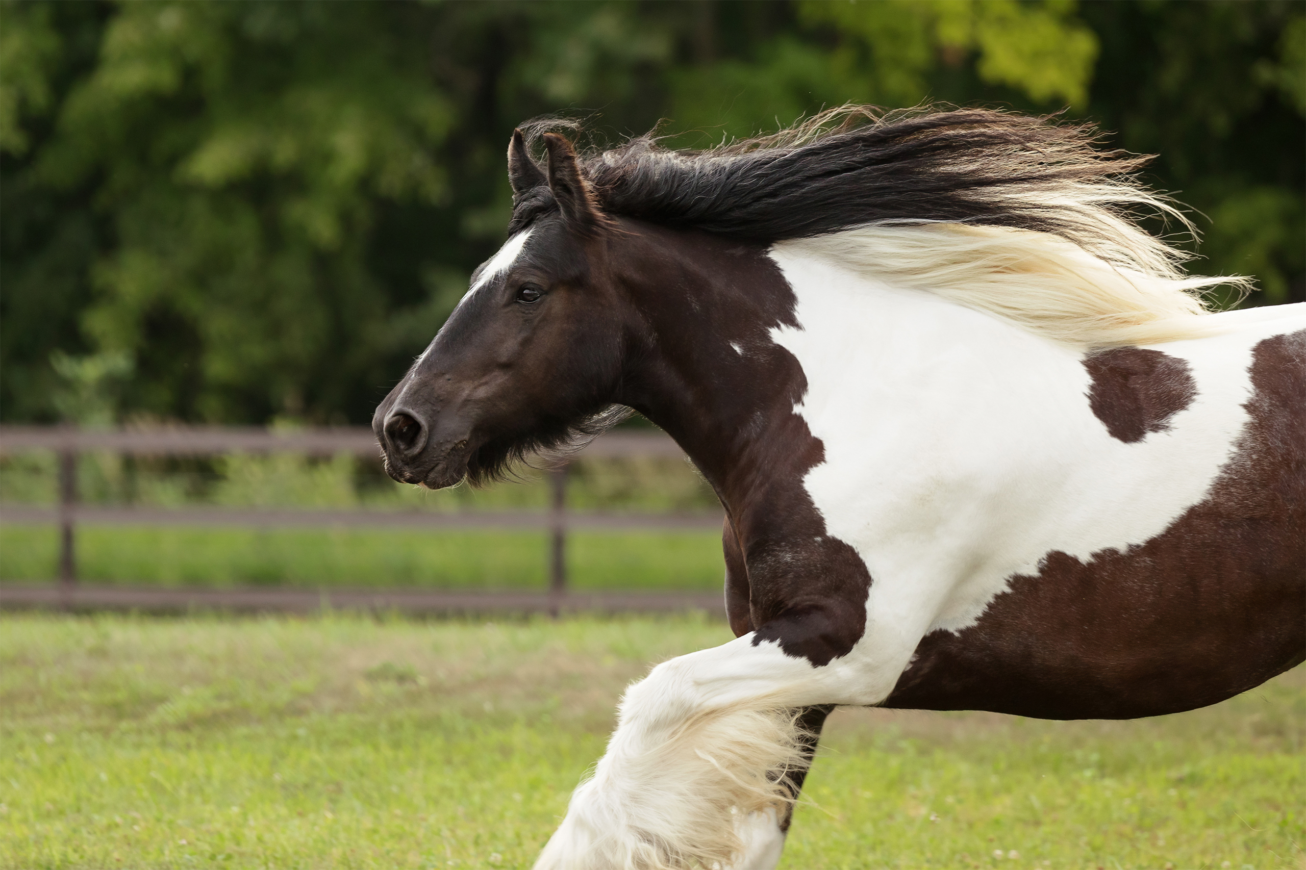 gypsy vanner at liberty in paddock with wind in mane and feathers