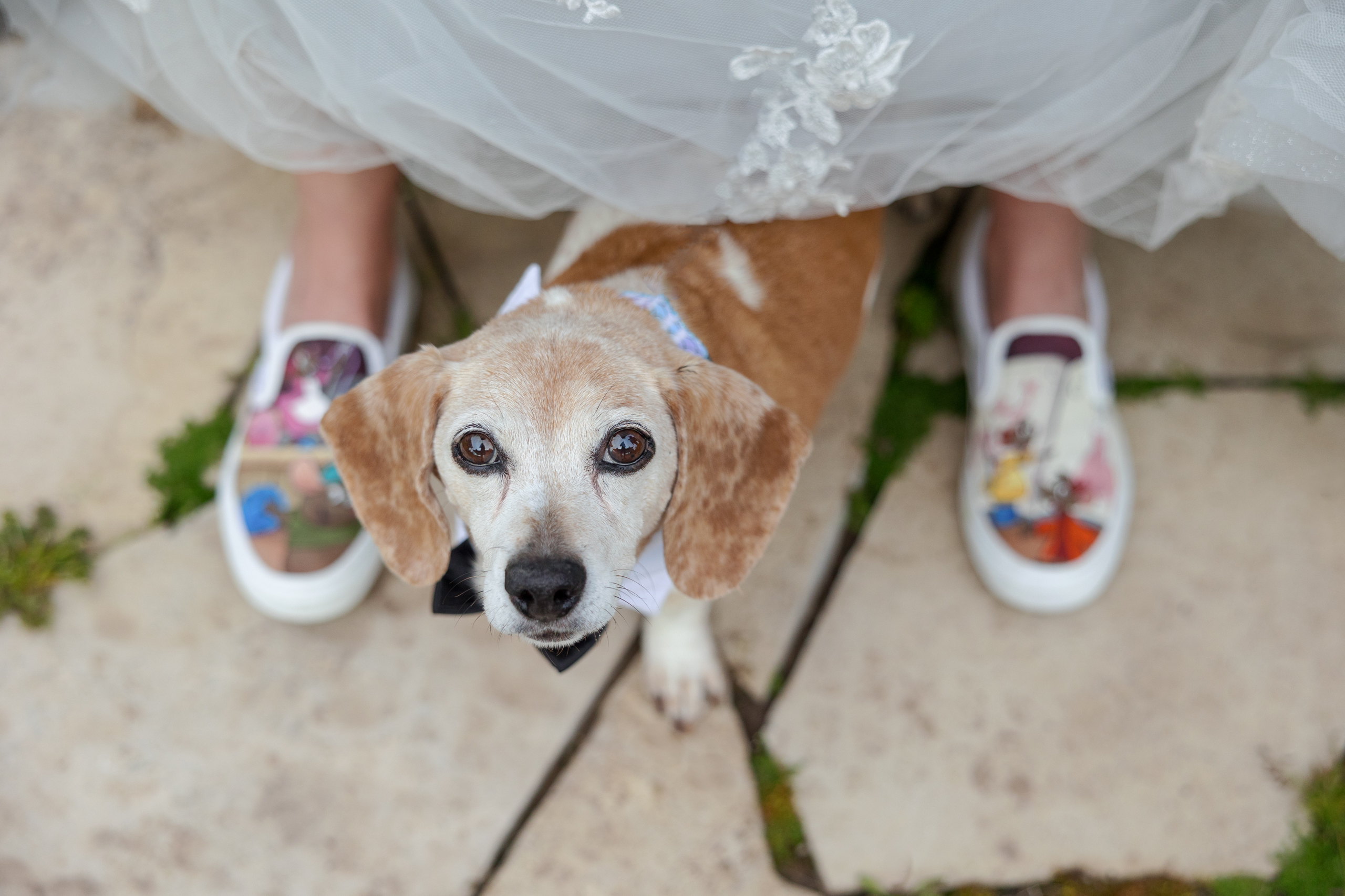dachshund looking up at camera standing between mom's legs in niagara ontario