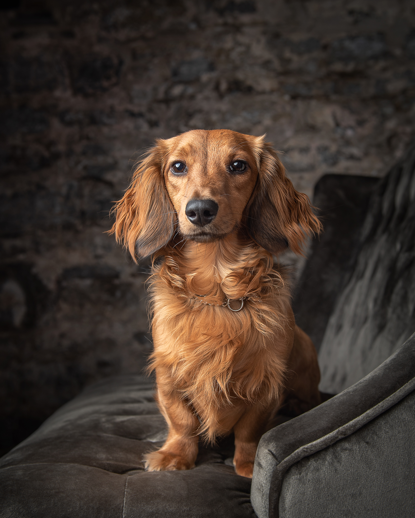 mini dachshund on a settee against a stone wall at Honsberger winery in Jordan ontario