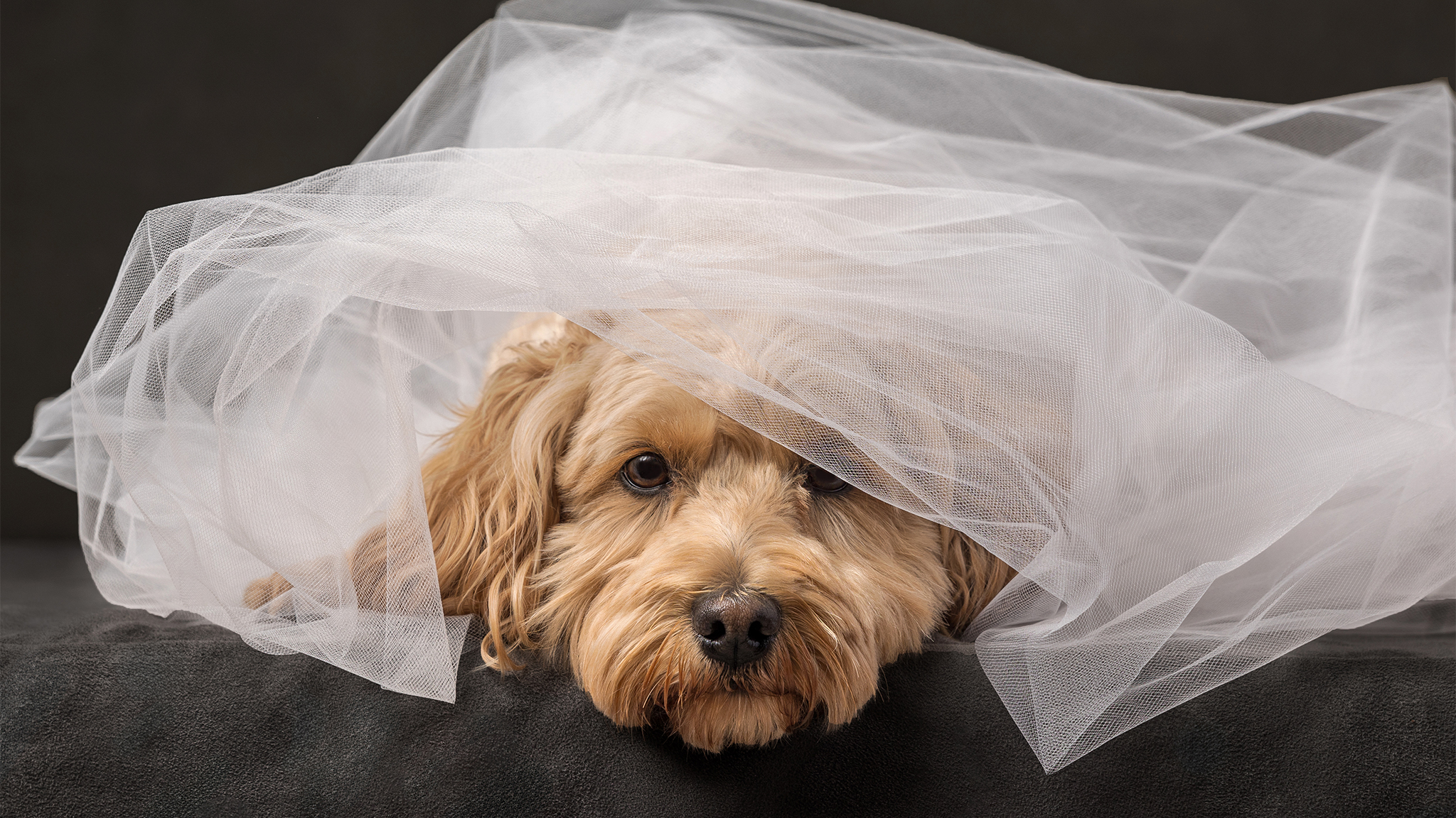 mini golden doodle peeking out from net of tulle in studio