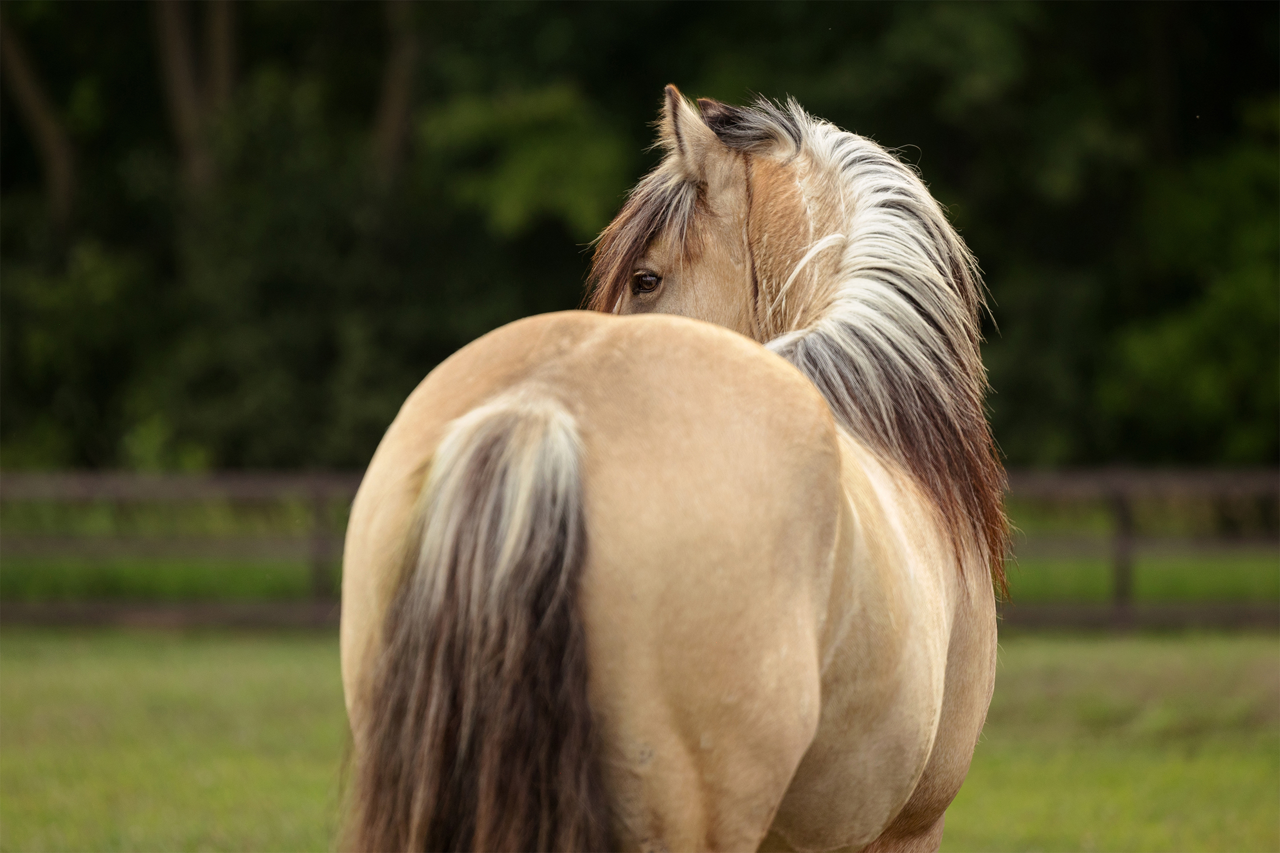gypsy vanner horse at liberty from behind