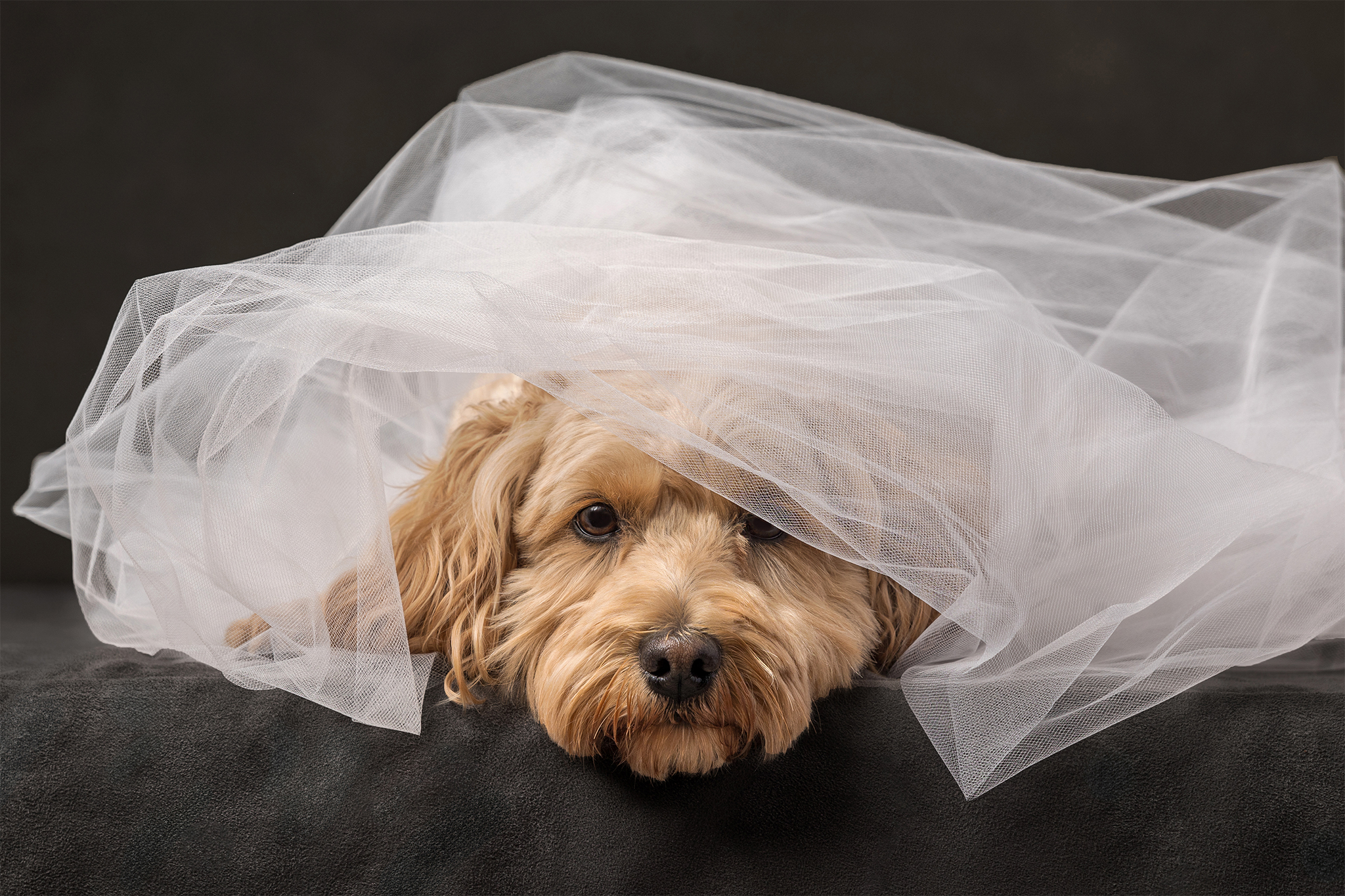 mini golden doodle in st catharines studio with tulle over her head