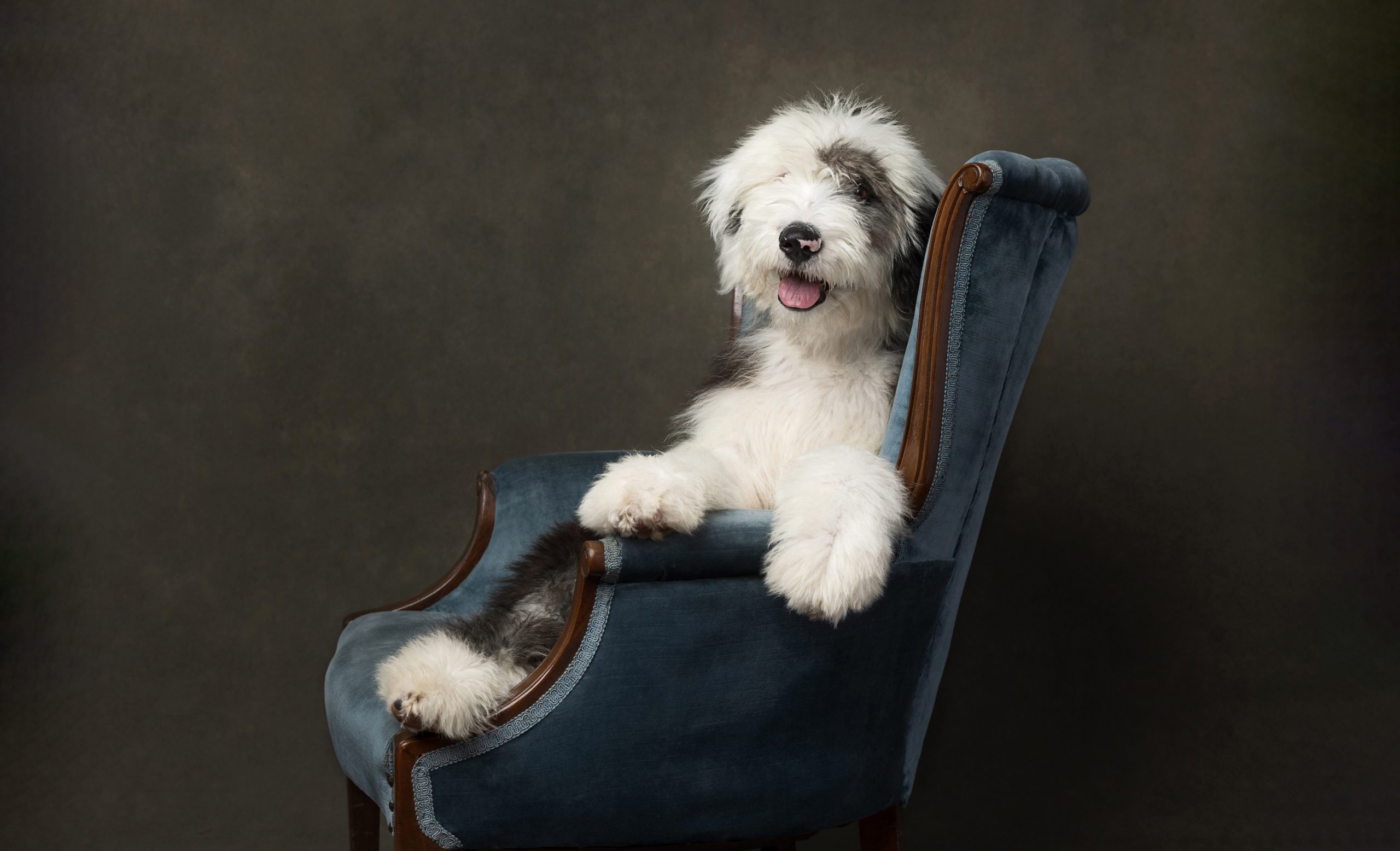 old english sheepdog puppy reclining in chair in st. catharines studio dog photographer