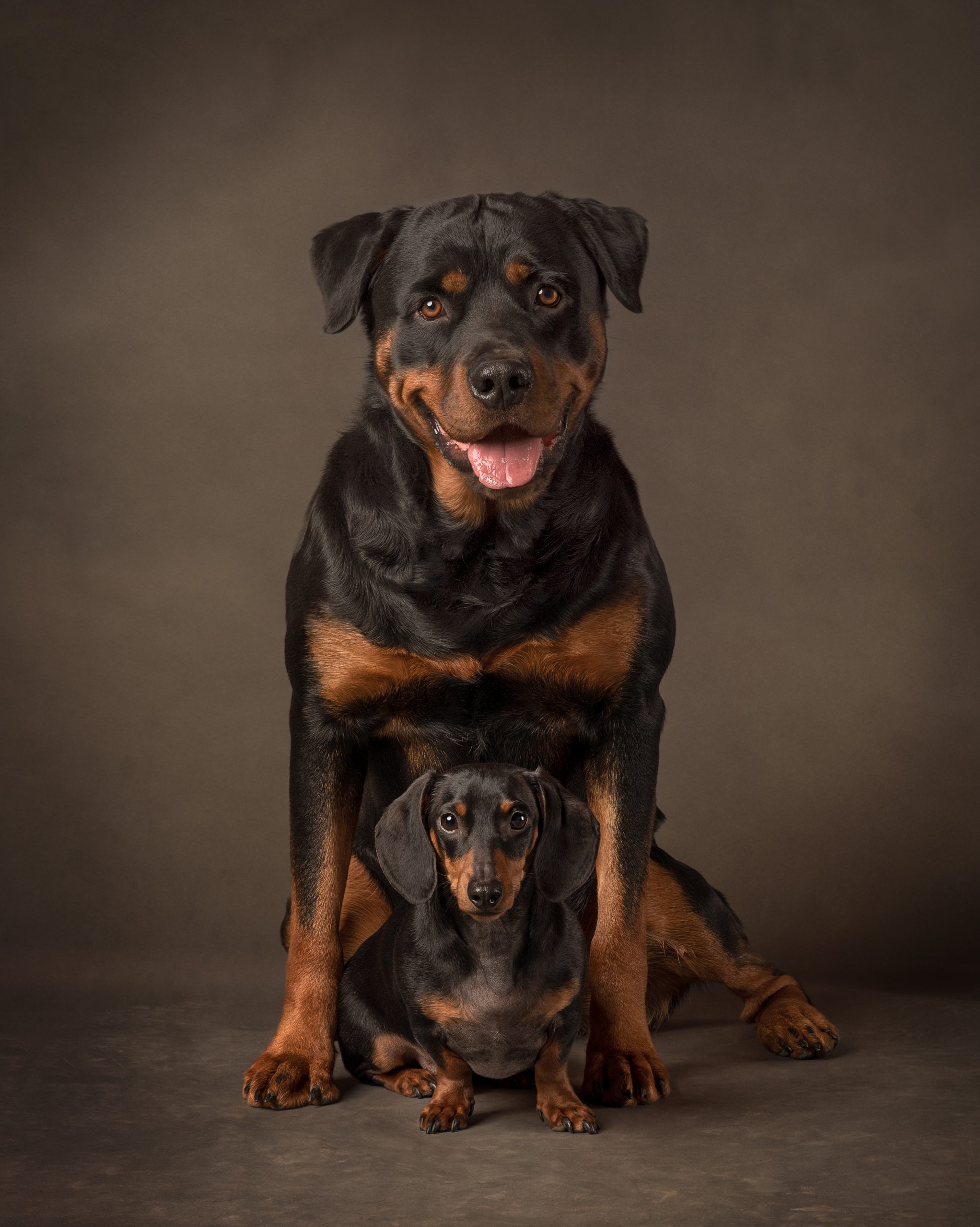 Rottweiler with black and tan mini dachshund sitting between his legs in studio
