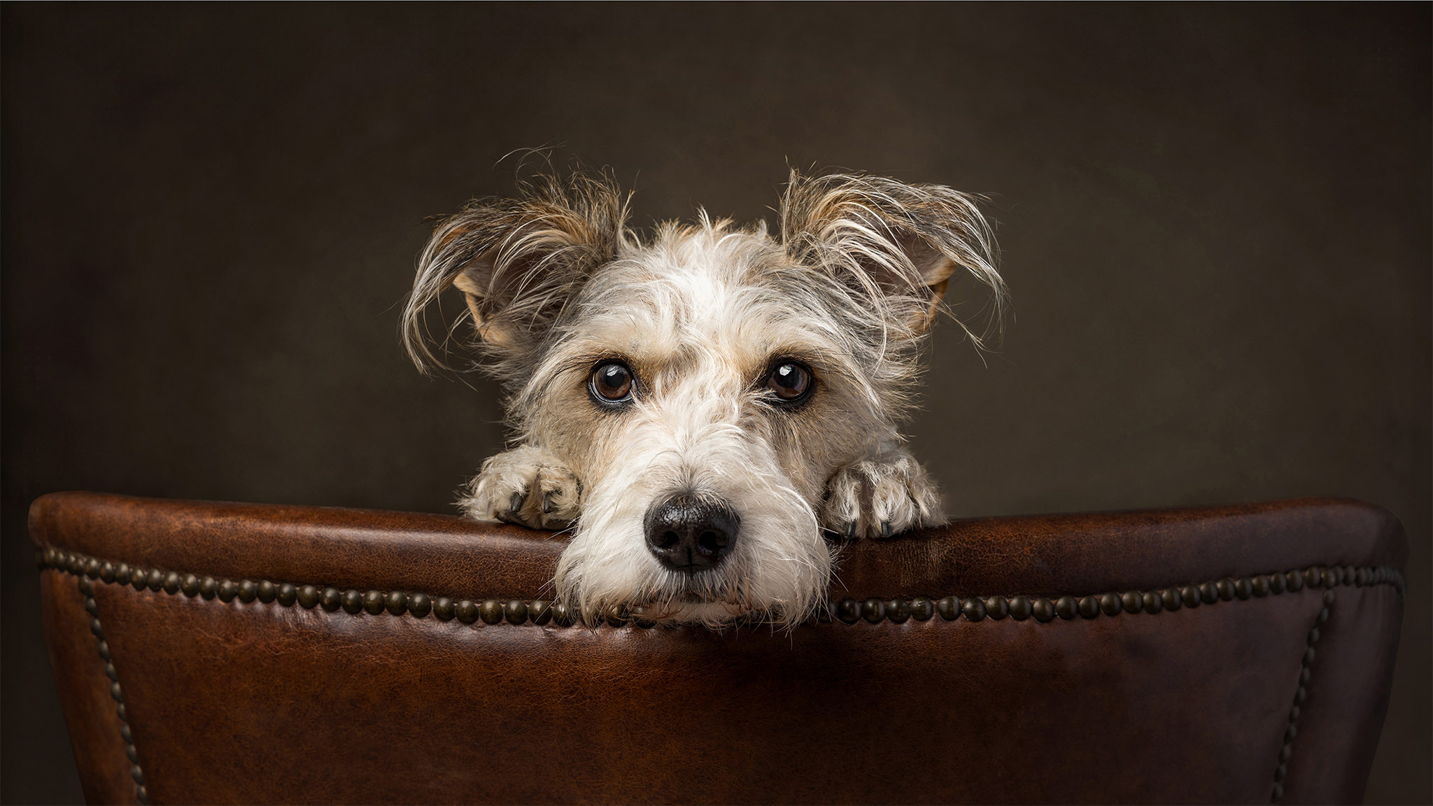 dog peeking over back of chair in studio