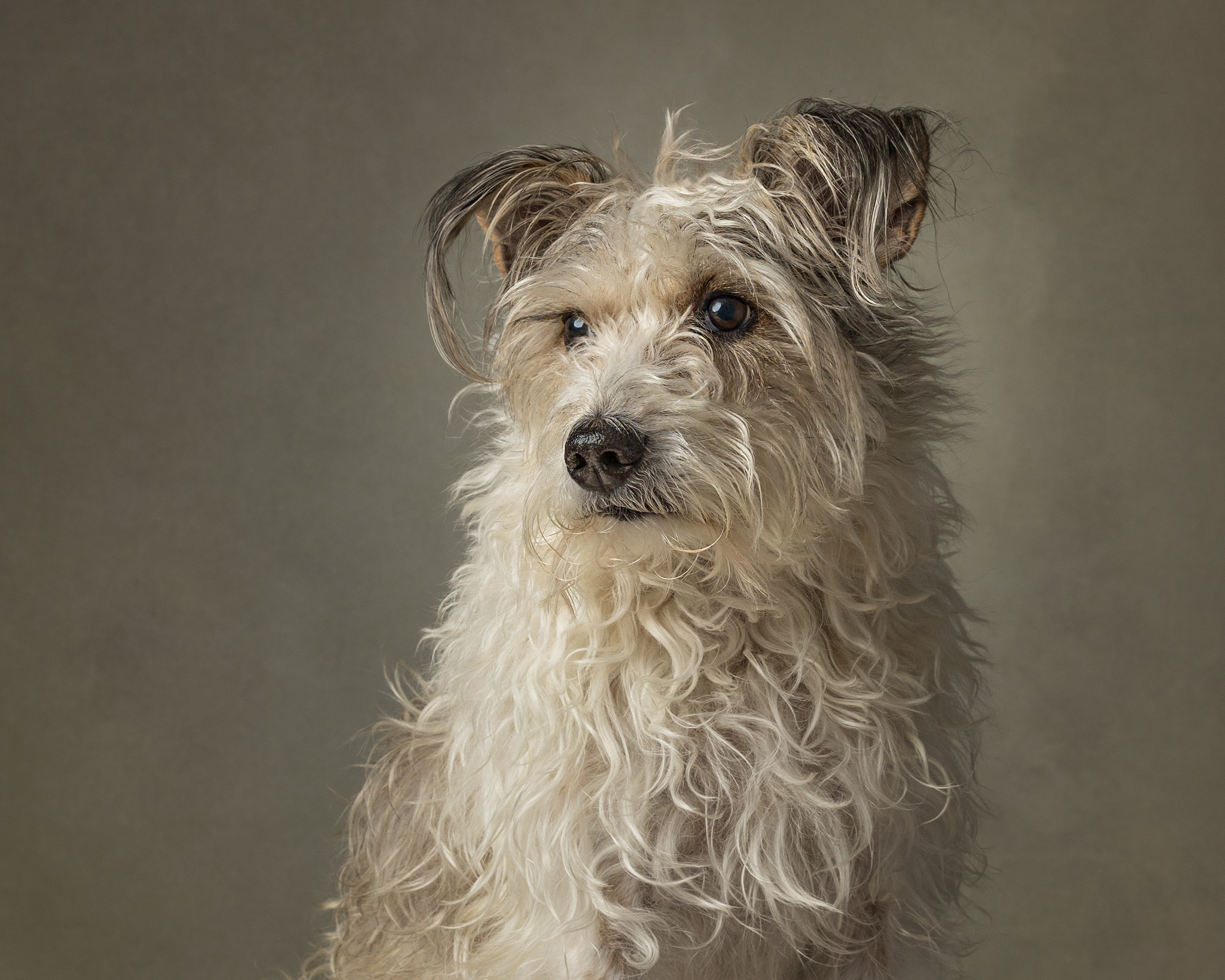 Terrier looking off camera in studio in st catharines
