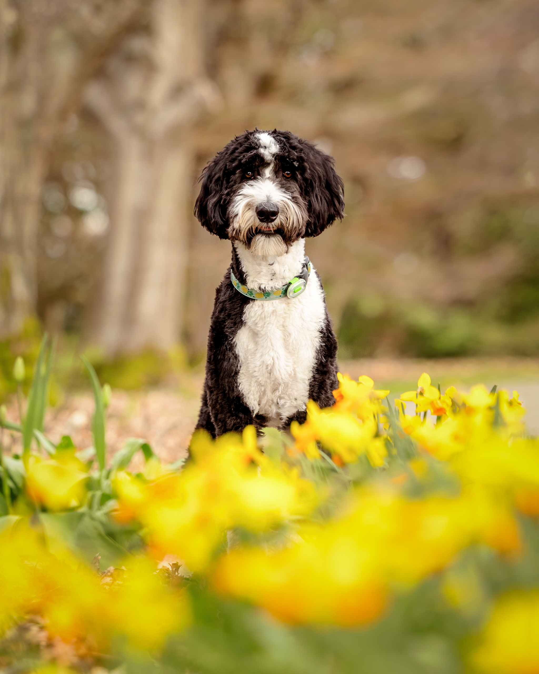 black and white doodle in yellow flowers in Queen Elizabeth park vancouver with indigo pet photography