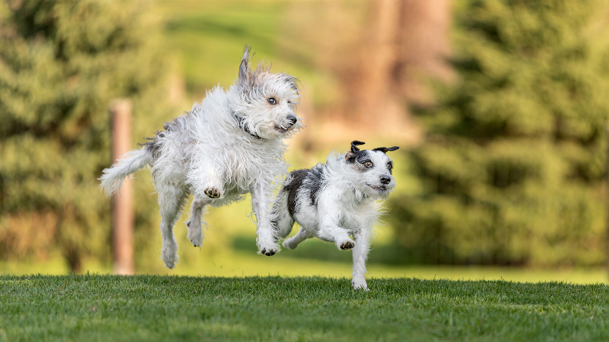 two dogs running Indigo Pet Photography vineland